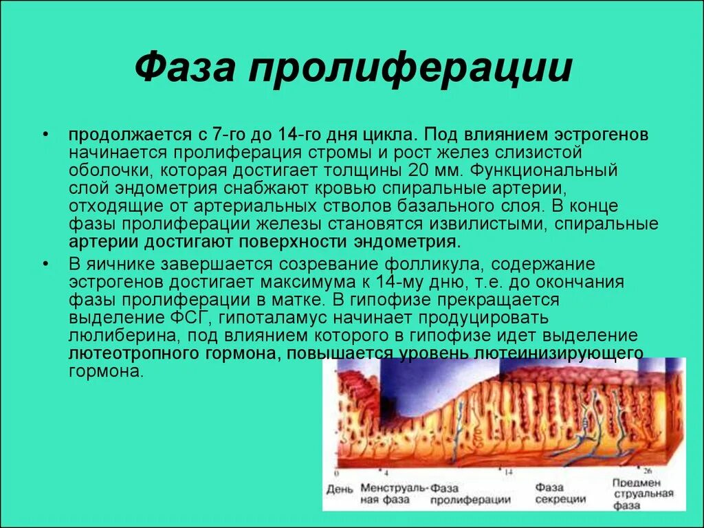 Эндометрия фазы пролиферации что это значит. Стадия секреции эндометрия гистология. Фаза менструационного цикла фаза секреции. Менструальный цикл -фазы секреции пролиферации. Менструальный цикл фаза пролиферации.