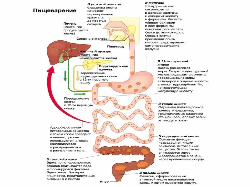 Панкреатический сок печени. Пищеварительные функции системы пищеварения. Пищеварительная система человека схема ЕГЭ. Строение пищеварительной системы с ферментами человека. Этапы переваривания пищи в желудочно-кишечном тракте.