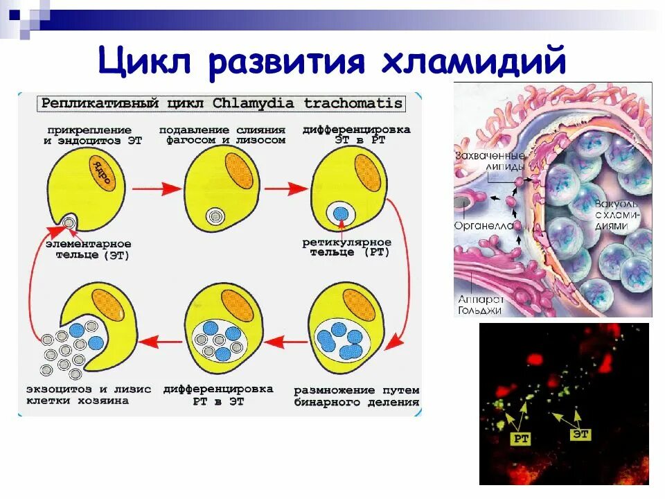 Что такое днк chlamydia trachomatis у женщин