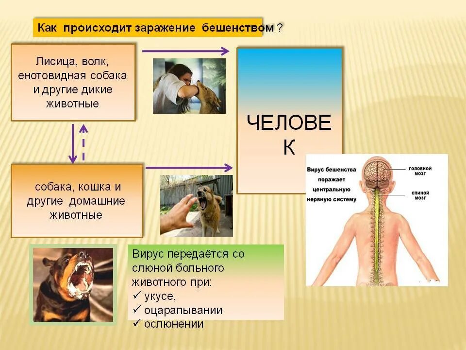 Бешенство пути передачи. Пути передачи бешенства от животных. Передача вируса бешенства. Пути заражения вирусом бешенства.