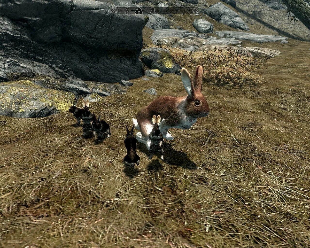 Animals skyrim