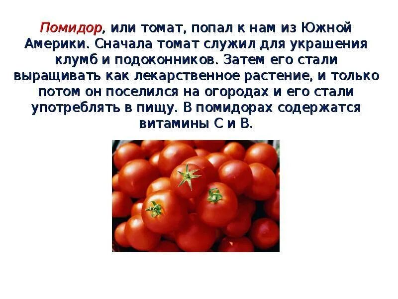 Полезные вещества в помидорах. Витамины в помидорах. Витамины содержащиеся в помидорах. Вещество содержащееся в помидорах. Что полезного в помидорах