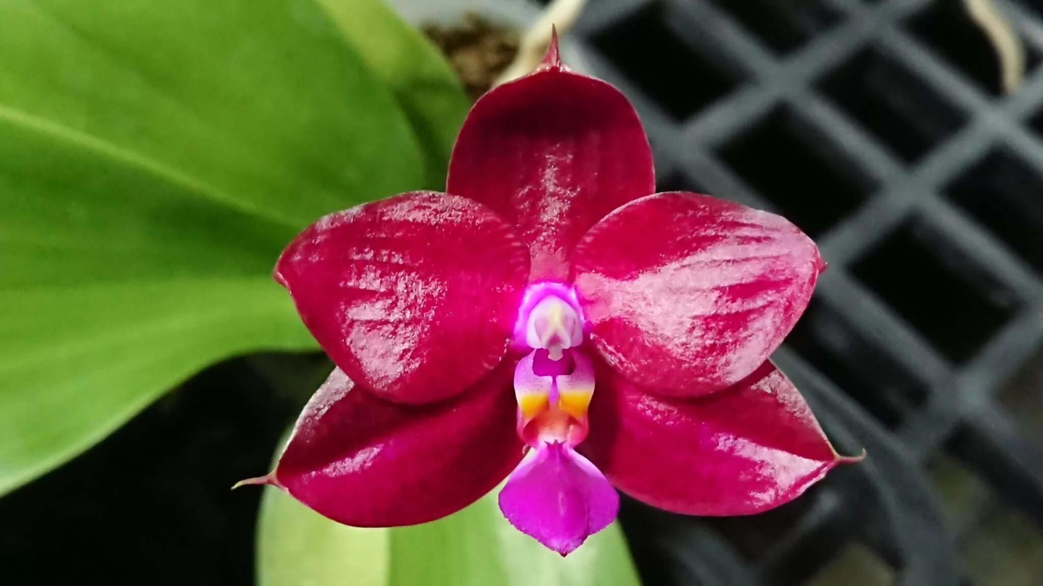 Coral bear. P. Mituo Prince ´m-10´. P. (Mituo Sun x Lyndon Coral Grosbeak. Phalaenopsis LD'S Bear King 'rh-3'. P. Mituo King 'April Blood' * p. LD'S Bear King 'RK-1'.