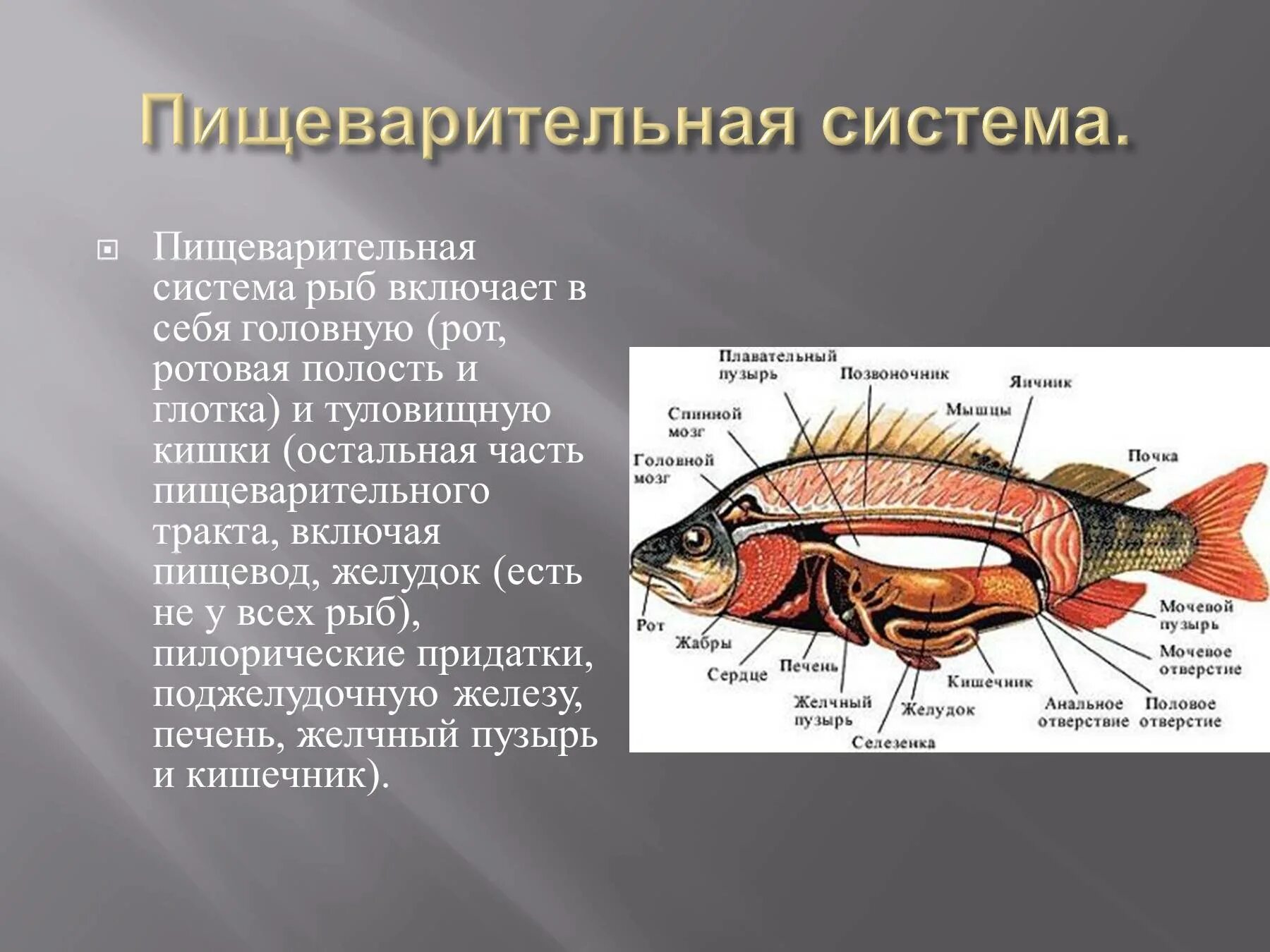 Пищеварительная система класса рыб. Системы органов у рыб пищеварительная система. Строение пищеварительной системы костистой рыбы. Пищеварительная система рыб рыбы биология 7 класса. Пищеварительная система костных рыб кратко.