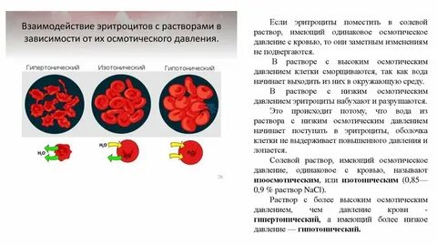 Экспериментатор поместил эритроциты в физиологический раствор