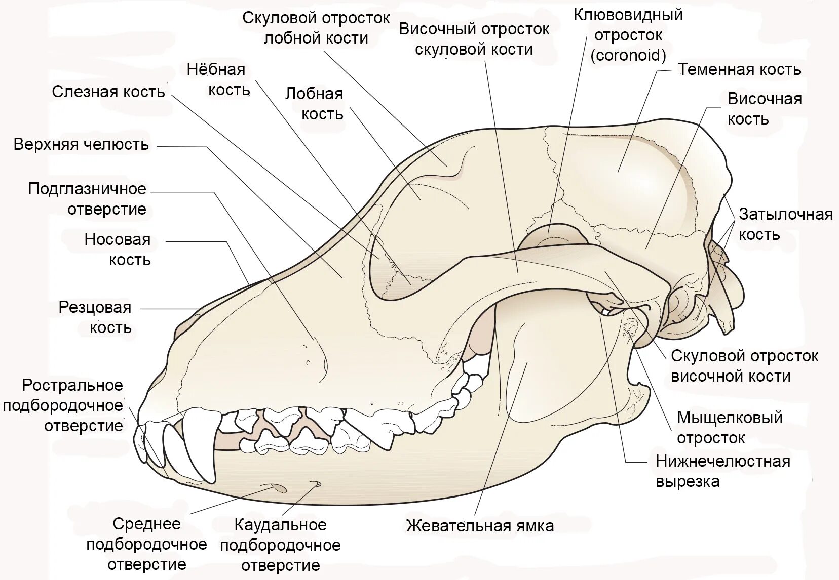 Соединение костей черепа млекопитающих. Лицевой и мозговой отделы черепа животного. Скелет головы собаки анатомия. Мыщелковый отросток нижней челюсти. Строение лицевого отдела черепа млекопитающих.