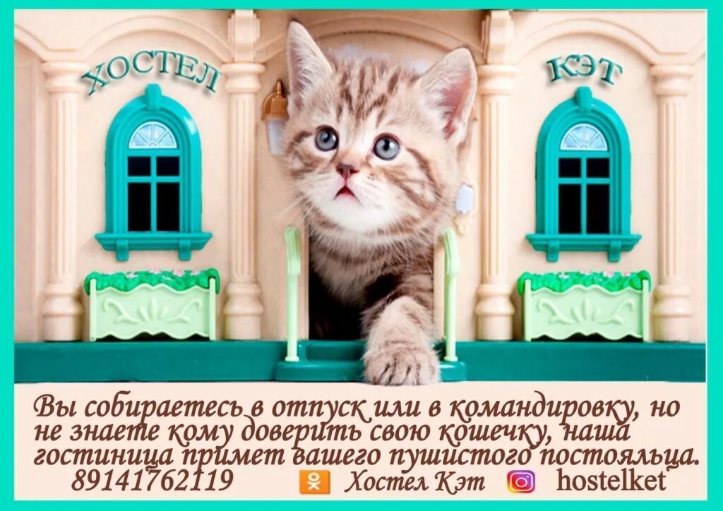 Кошку запускают в новую квартиру. Счастье это когда все дома. Новоселье кошка. Почему первую запускают кошку. Кошку запускают в новую квартиру.