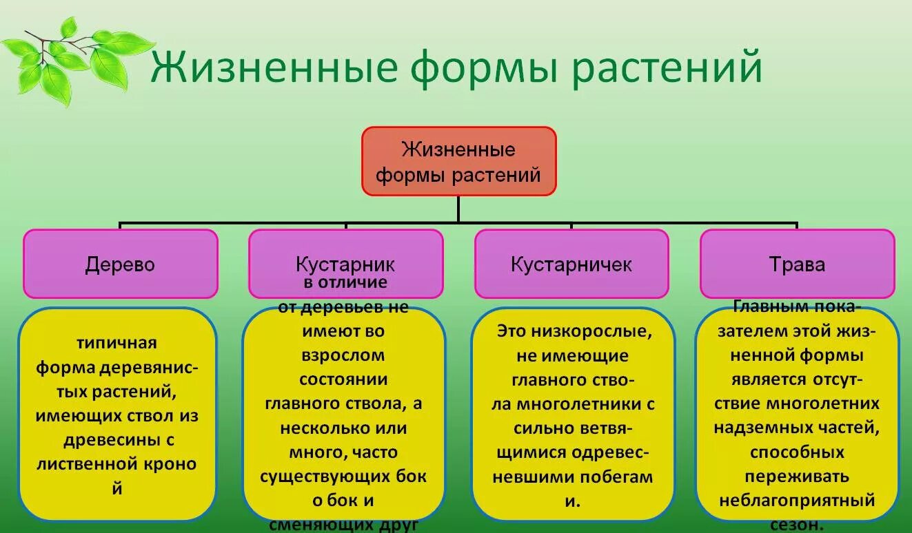 Что определяет многообразие. Жизненные формы растений 6 класс биология. Жизненная форма растений таблица 6 класс биология. Отличия жизненных форм растений. Примеры жизненных форм растений 5 класс биология.