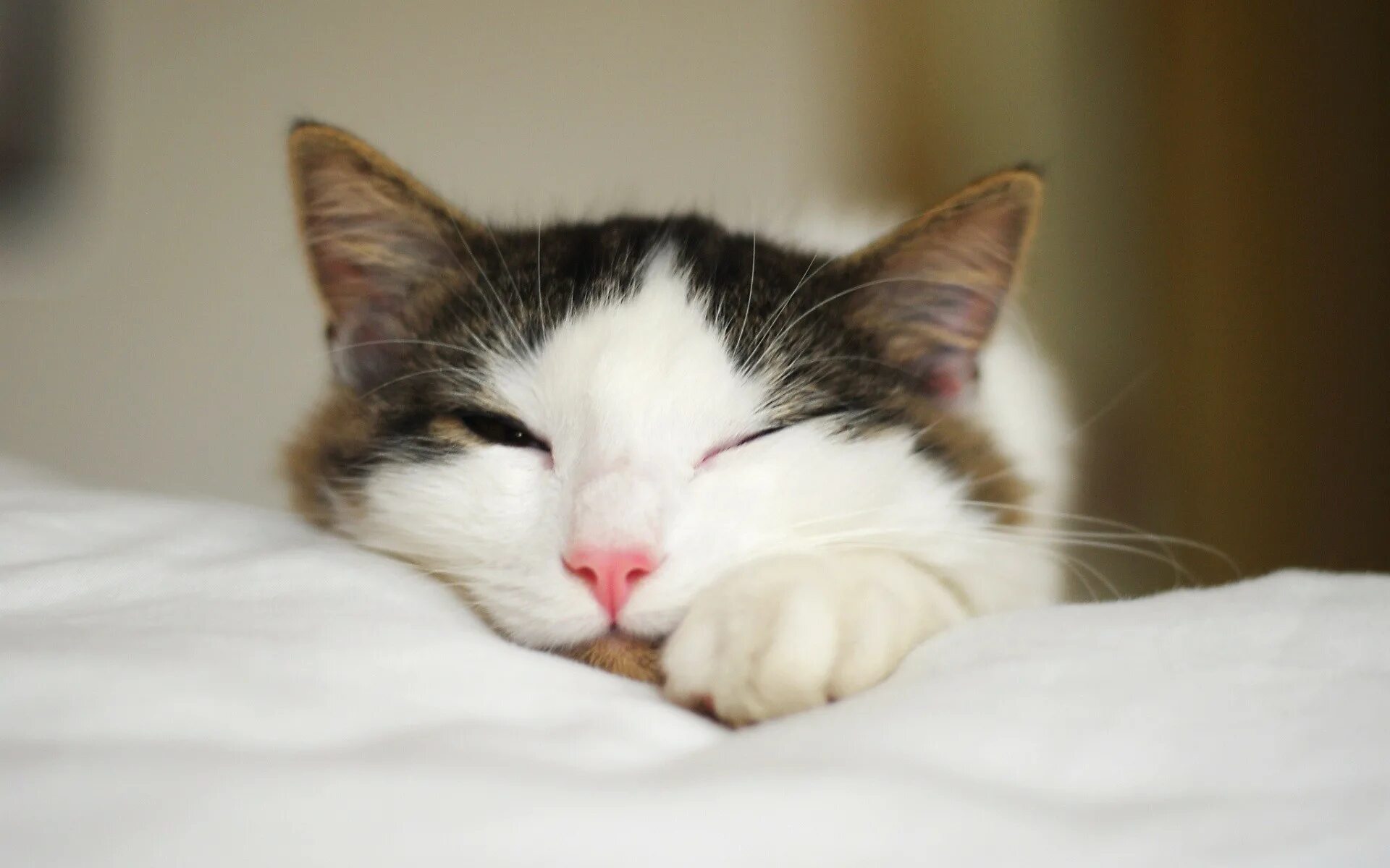 Засыпающие глазки. Сонный кот. Сонная мордашка.