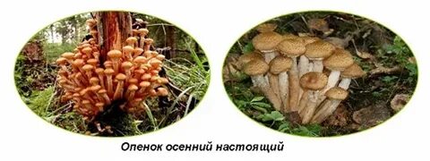 Как распознать опята