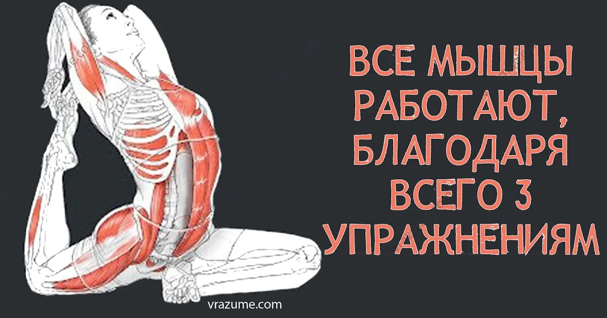 Тренировка ЛК мышцы. Сводит ЛК мышцу. Способ тренировки ЛК мышца. Книга с мускулами. Лк мышца