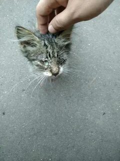 Подобрала бездомного котенка