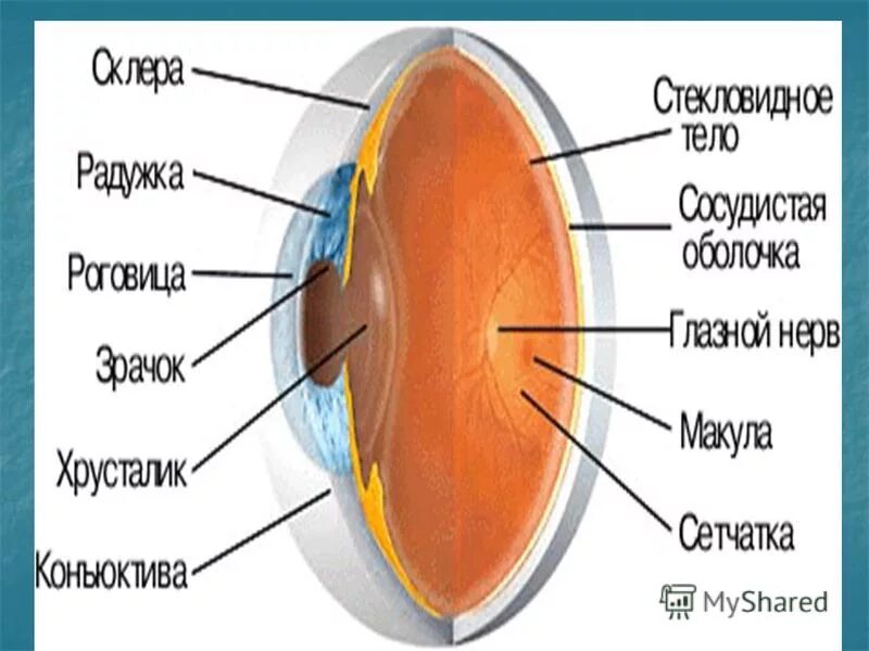 Реферат на тему глаза