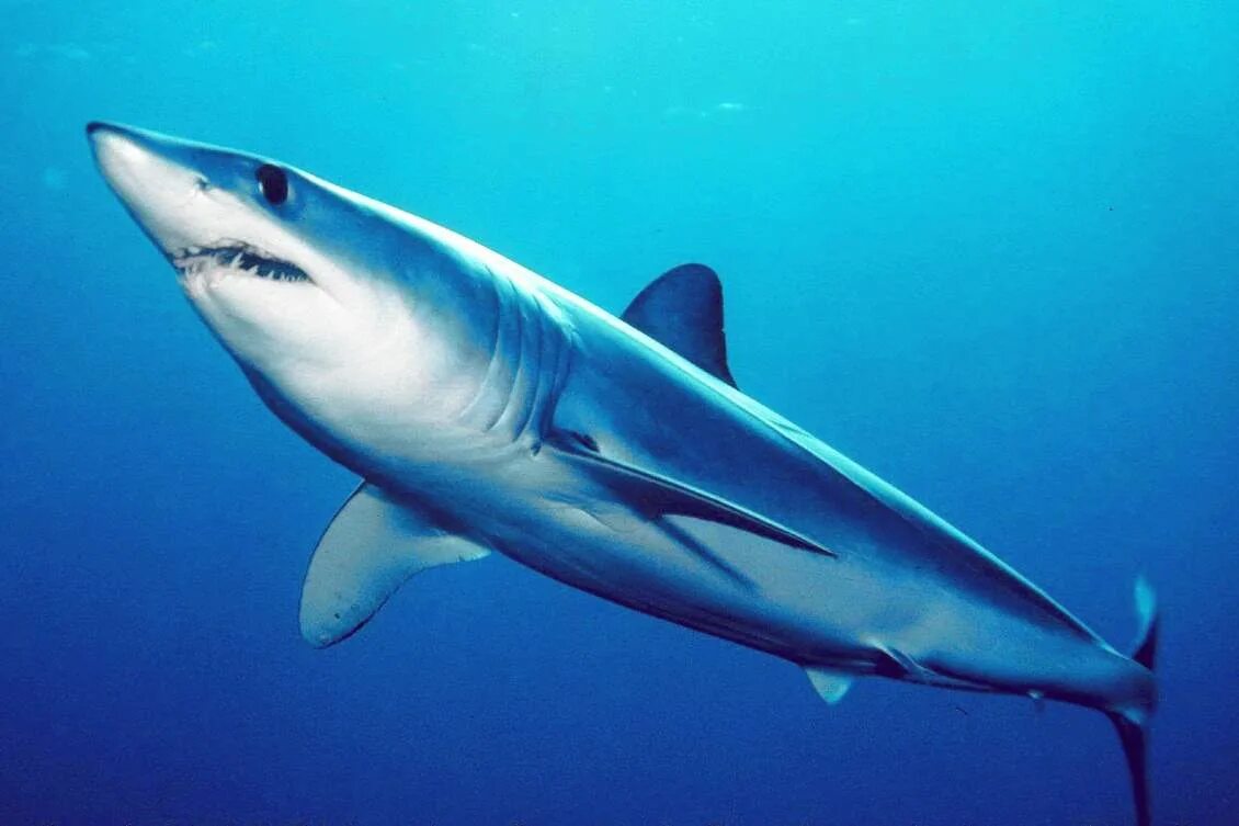 Опасна ли акула мако. Акула мако. Серо голубая акула мако. Isurus oxyrinchus акула мако. Акула-мако (серо-голубая акула).