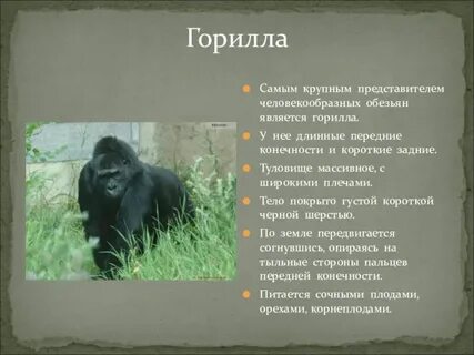 Продолжительность жизни шимпанзе