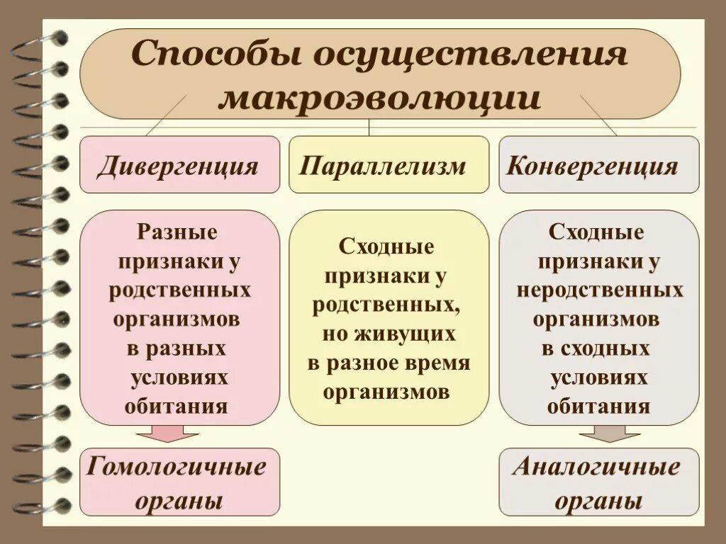 Конвергенция и дивергенция это направления эволюции. Дивергенция и конвергенция примеры. Дивергенция конвергенция параллелизм. Эволюционные процессы конвергенция и дивергенция. Направления эволюции таблица биология