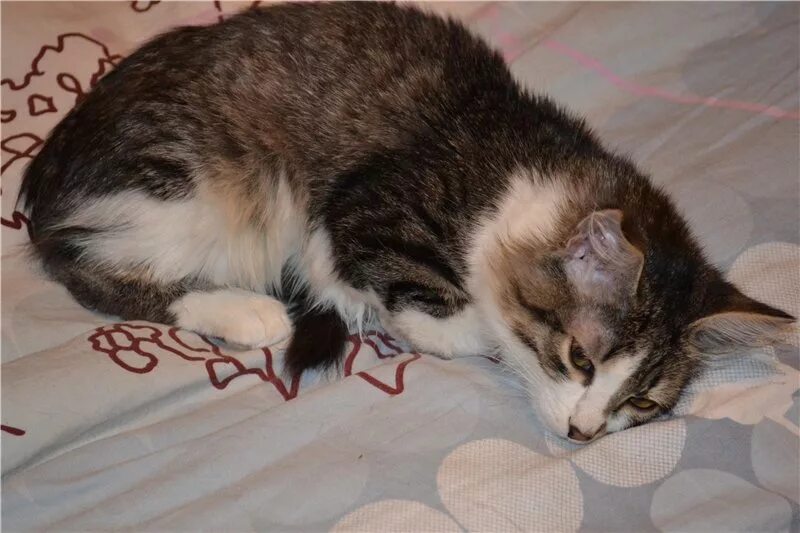 Кот блюет после. Ободранный кот.