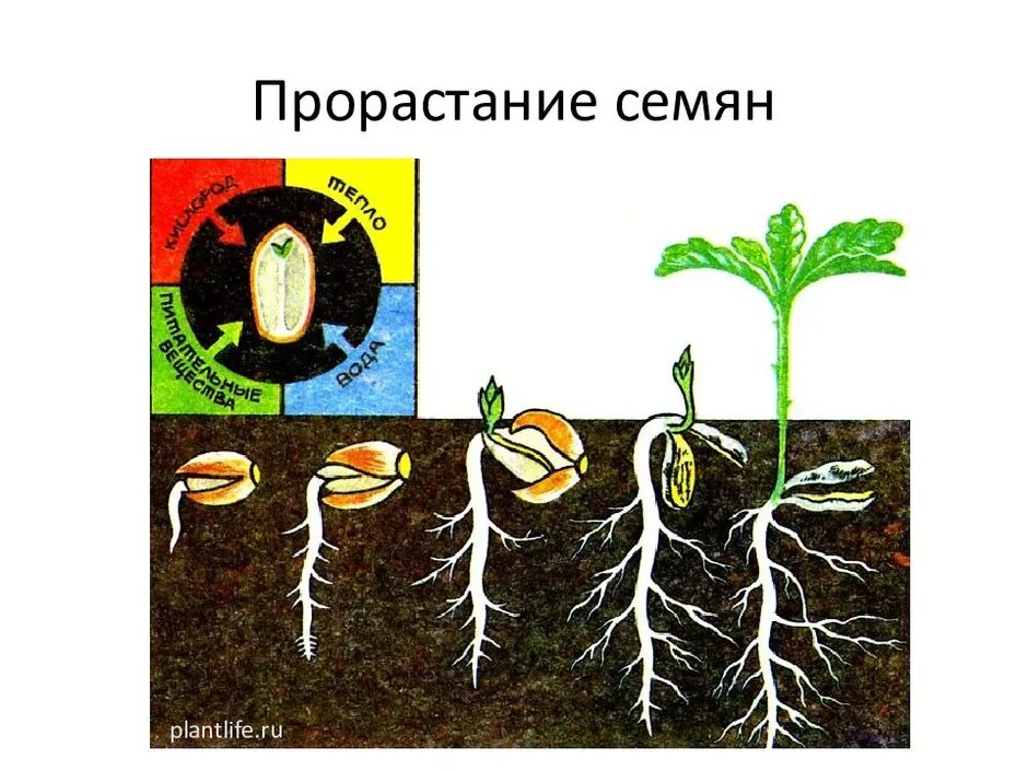 Этапы прорастания семян рисунок. Схема этапы прорастания семян. Процесс роста растений. Этапы роста растений.