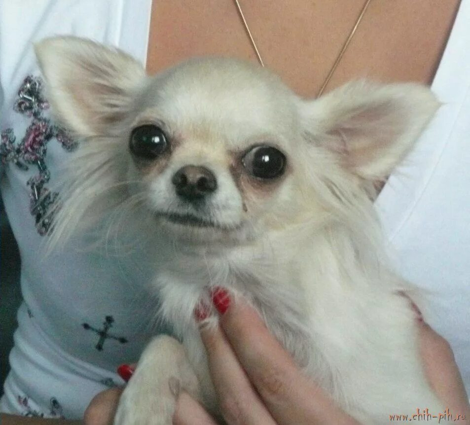 шах арпилин питомник чихуахуа. апирина мексикано чихуахуа. апирина мексикано питомник чихуахуа. шах арпилин питомник чихуахуа. шах арпилин питомник чихуахуа.