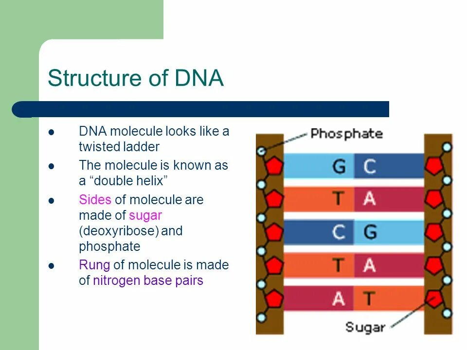 What is a dna. Dna what is it. dna molecule structure. about dna. песня dna.