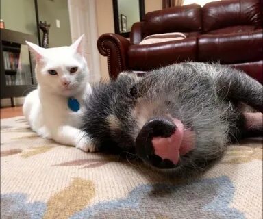 Смешные картинки с животными до слез