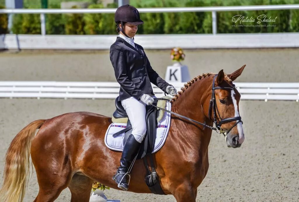 Кск golden horse, таганрог. Кск голден хорс. Golden horse тенгинка отзывы. Голден хорс таганрог. Golden horse тенгинка отзывы.