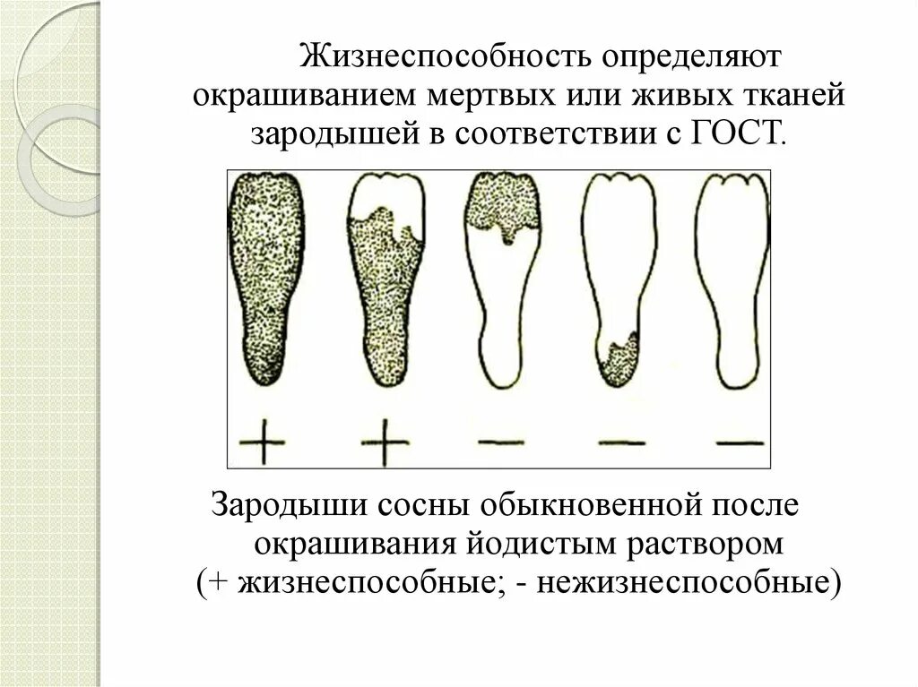 Семена каких растений сохраняют жизнеспособность меньше всего. Определение жизнеспособности семян. Оценка жизнеспособности семян. Определение жизнеспособности. Определение жизнеспособности семян методом окрашивания.