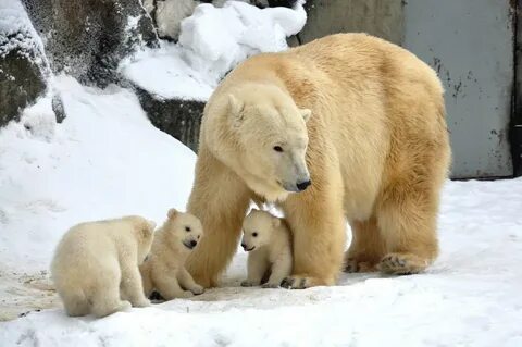 Bear 7