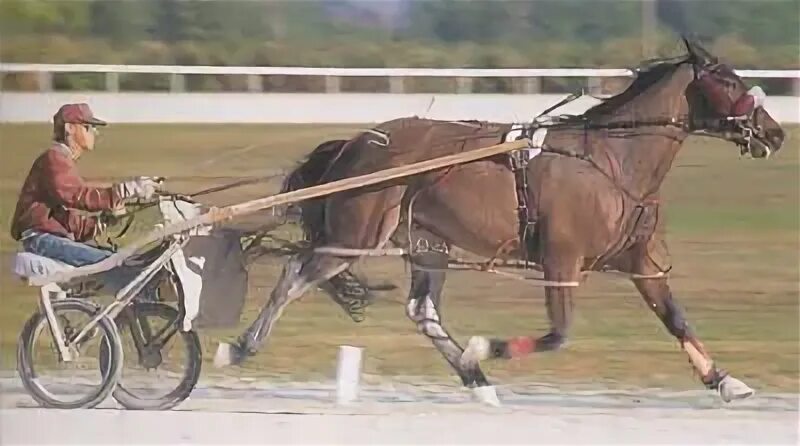 Иноходь у лошадей. Американские рысаки иноходцы. Иноходцы бега. Американский рысак. Мерин-иноходец.