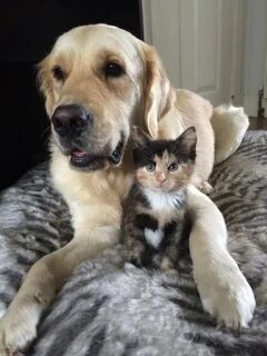 2 котенка и 1 собака