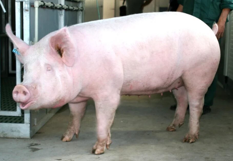 Белая Степная порода свиней. Крупная белая порода свиней. Украинская Степная белая свинья. Свиная порода ландрас. Степная свинья