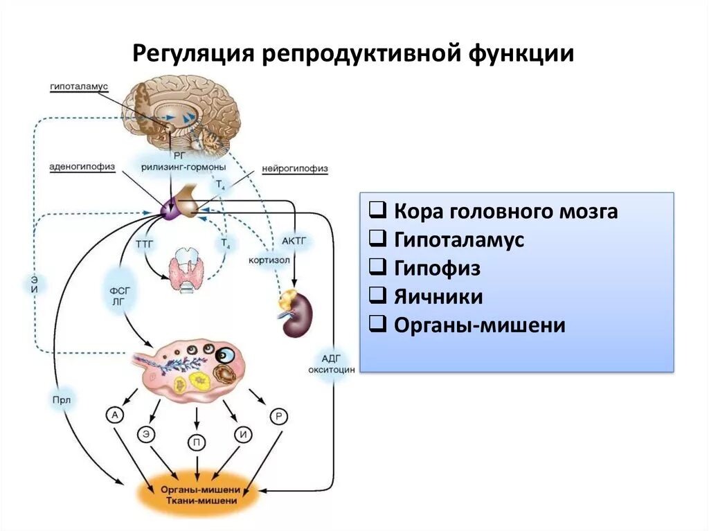 Гормональная регуляция функции репродуктивной системы. Схема нейроэндокринной регуляции функций. Схема нейроэндокринной регуляции полового цикла. Эндокринная регуляция женской репродуктивной системы. Что составляет основу репродуктивной системы