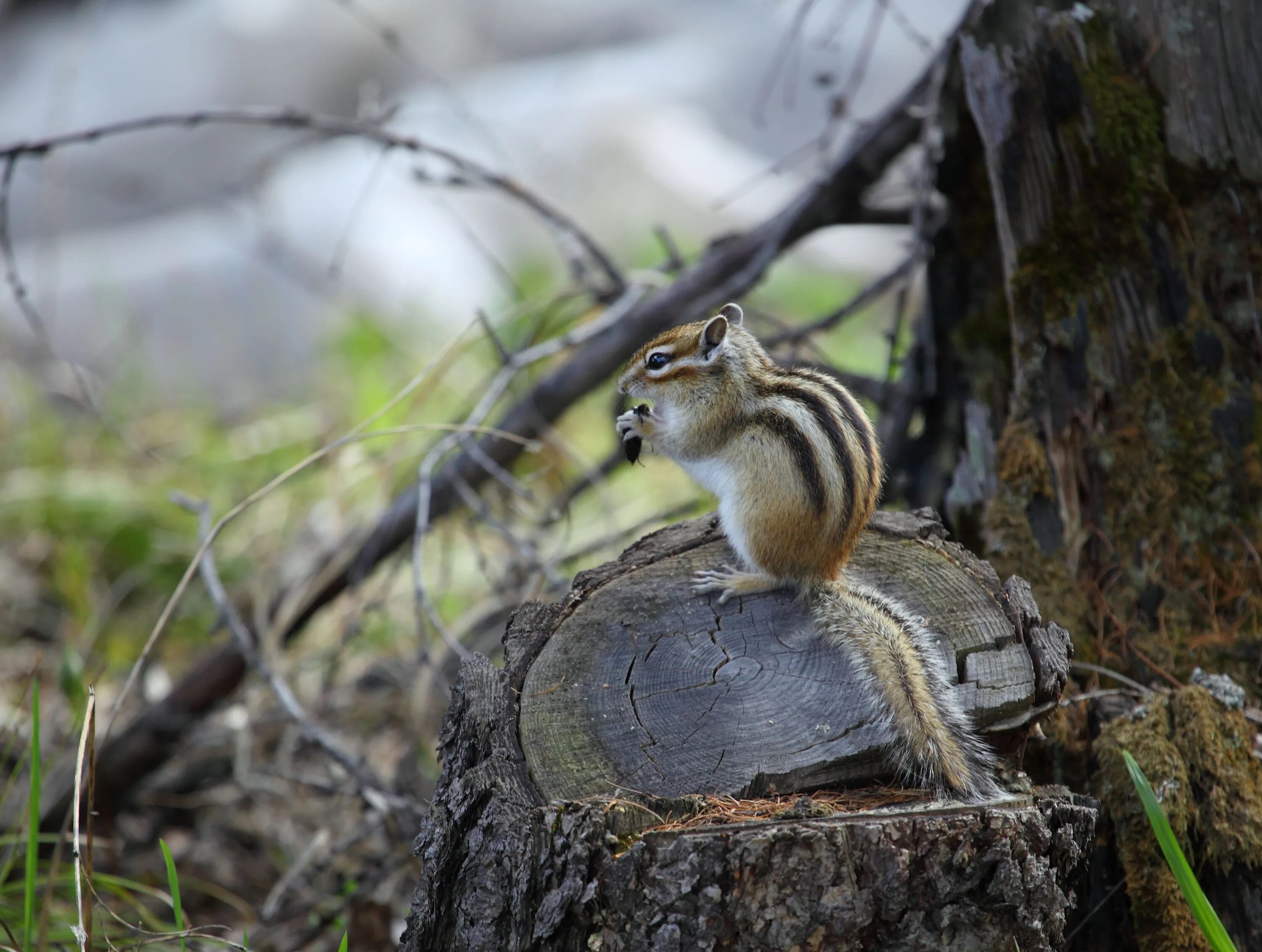 бурундук дальневосточный. серый хохлатый бурундук. сибирский бурундук. бурундук приморье. алханай бурундуки.