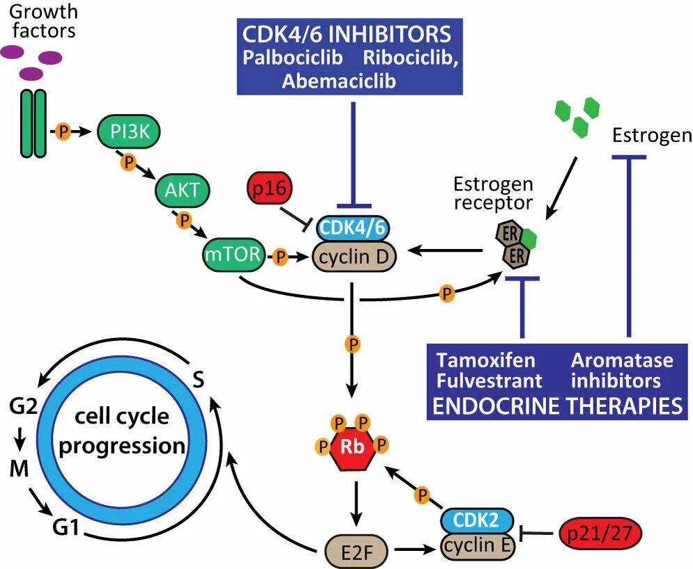 Ингибиторы cd4. Ингибиторы циклин зависимых киназ. Cdk4/6 ингибиторы. Cdk4/6 ингибиторы механизм действия. Ингибиторы рака