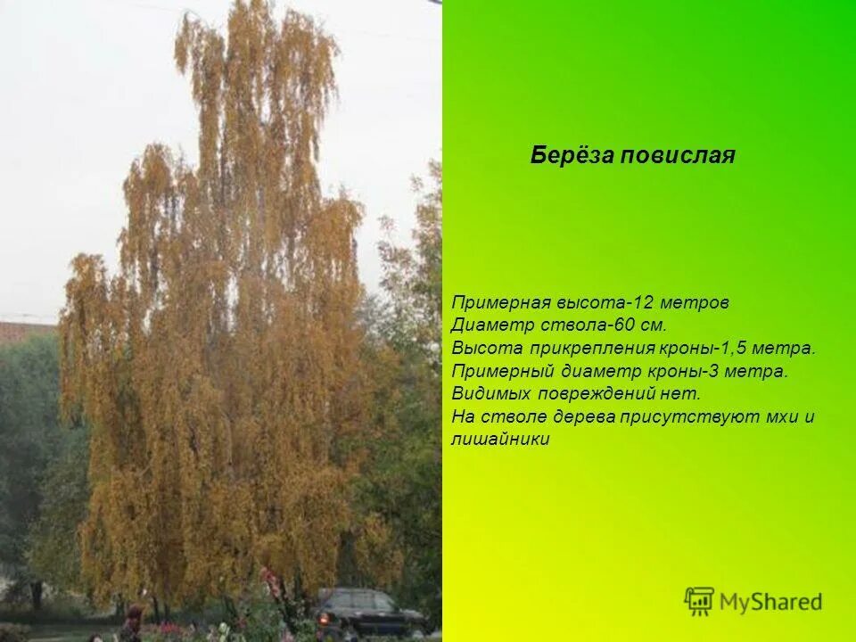 Береза повислая высота. Береза бородавчатая описание. Береза повислая высота. Береза повислая высота дерева. Береза повислая высота.