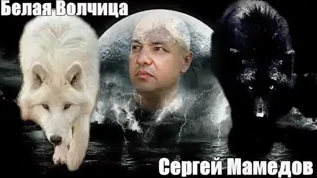 Полярная волчица фото. Белая волчица песня. Белая волчица статус. Легенда о белом дереве. Имя для белой волчицы.