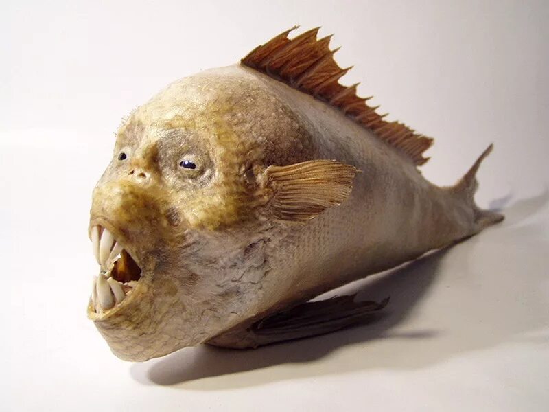 человек рыба название