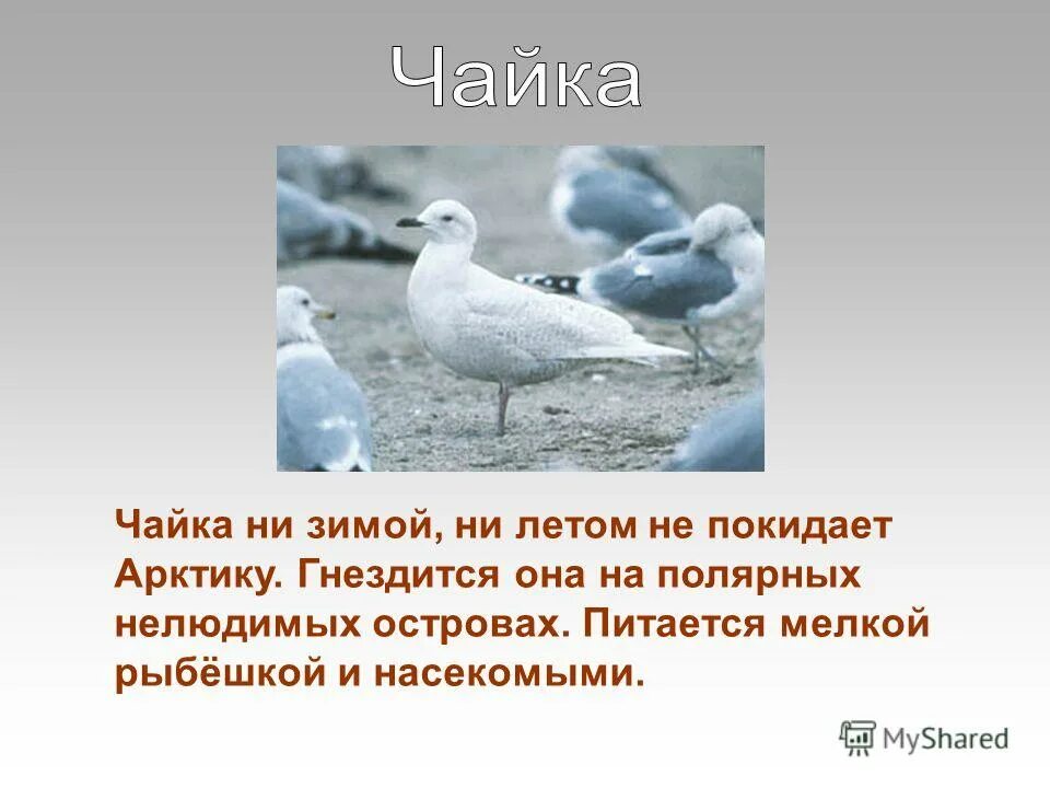 Текст про чаек. Сообщение о Чайке. Рассказ о Чайках. Интересные факты про чаек. Описание Чайки.