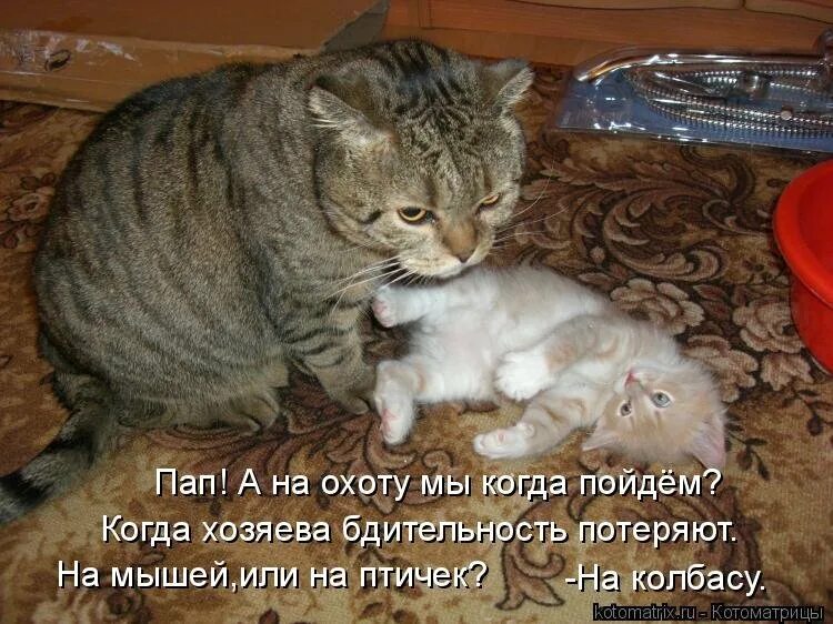 Включи кошку маму. Смешные коты с надписями. Смешные картинки с котами и надписями. Прикольные кошки с надписями. Смешные кошки с надписями.