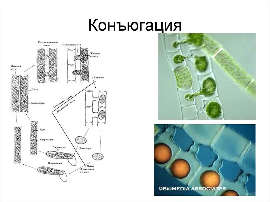 Конъюгация спирогиры. Конъюгация водоросли спирогиры. Цикл развития спирогиры. Конъюгация спирогиры схема. Лестничная конъюгация спирогиры.