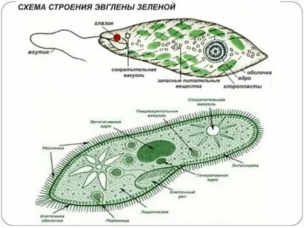 Размножение эвглены амебы инфузории