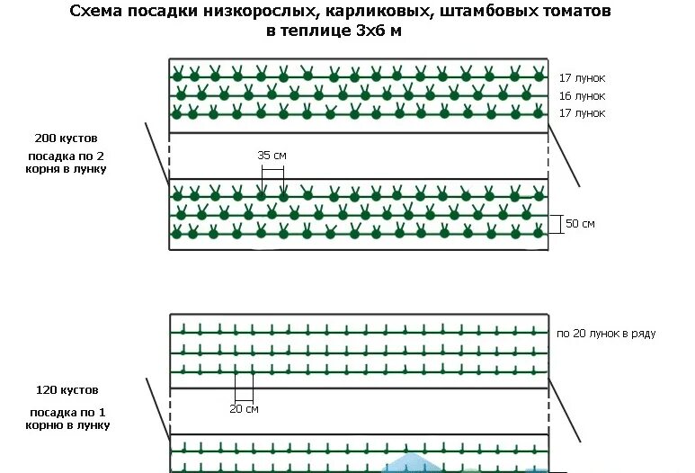 На каком расстоянии сажать растения. Схема посадки томатов в теплице. Схема высадки томатов в теплице 3. Схема высадки томатов в теплице шириной 3. Схема высадки томатов в теплице 3 на 4.