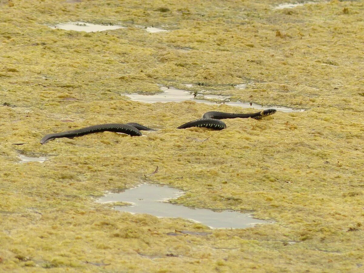 Островной ботропс. Гадюка утриш. Остров уж. Посох эскулапа. Остров уж.