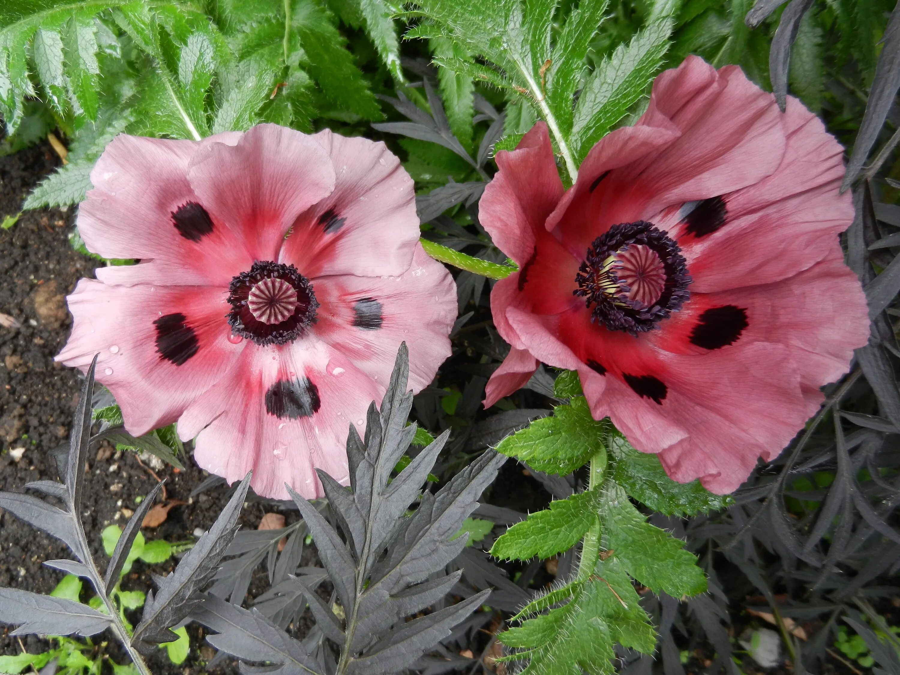 Розовый мак 2. Мак papaver розовый. мак однолетний. розовые маки. мак фото.