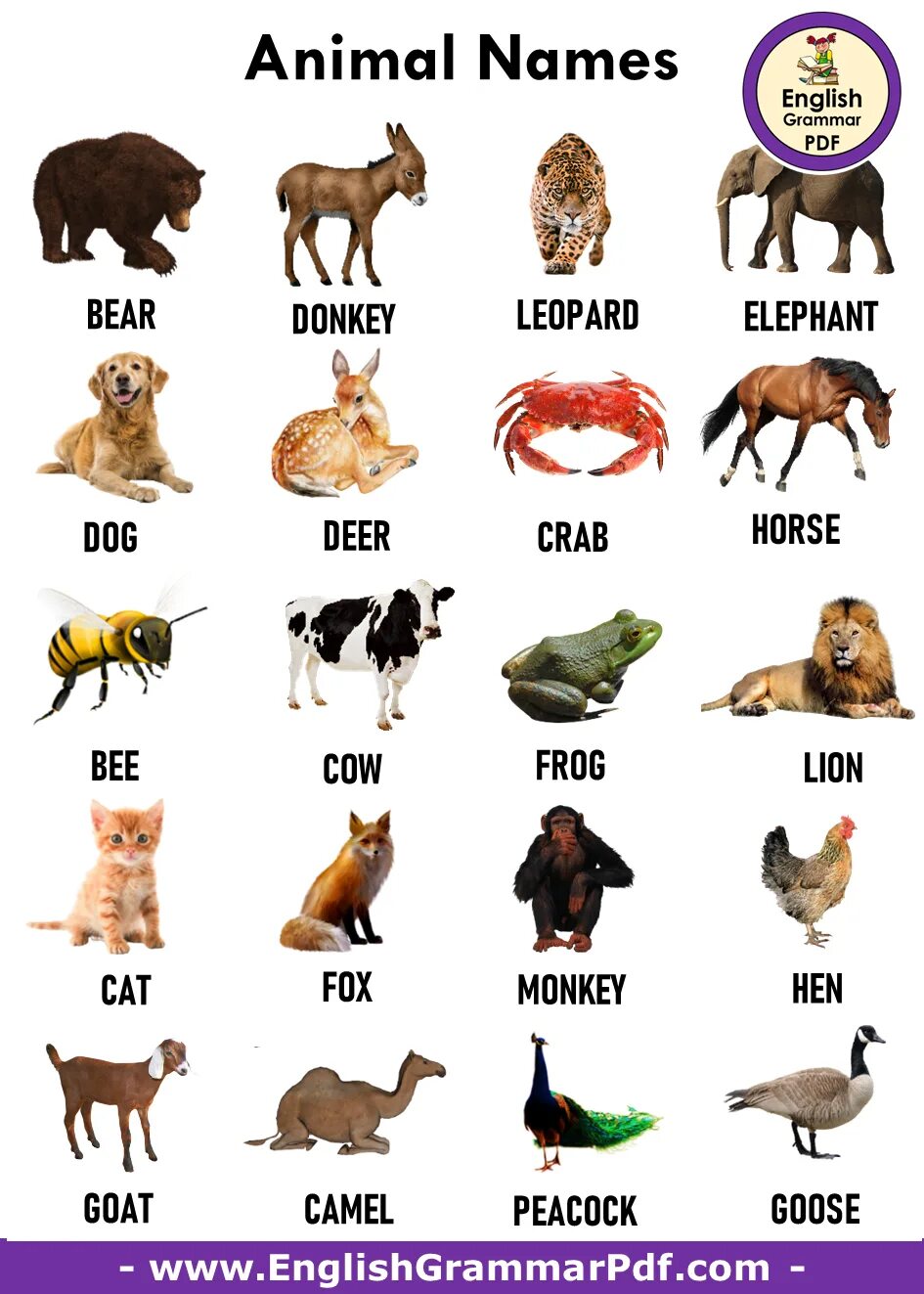 Имя animals