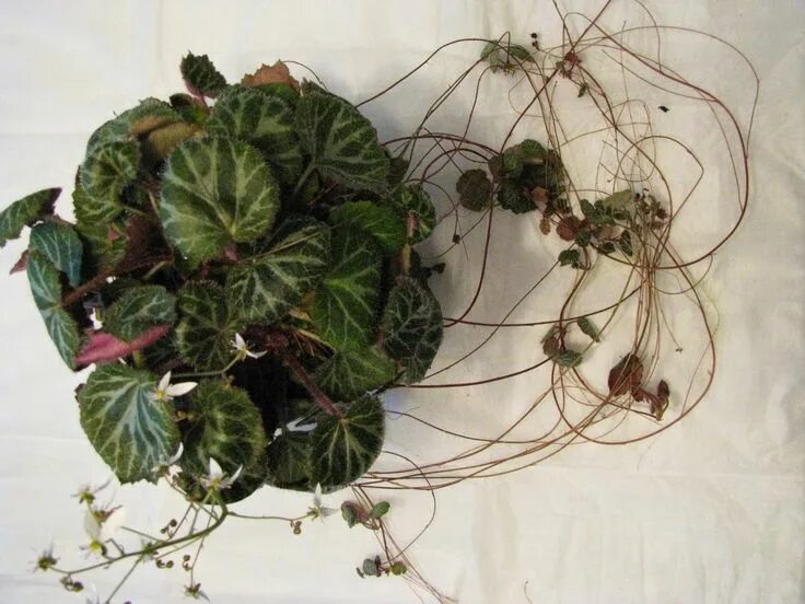 Грациозные каскады комнатных камнеломок Ornamental plants, Plant leaves, Plants