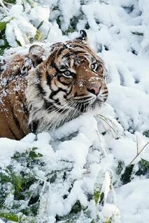 Бесплатные природа животные