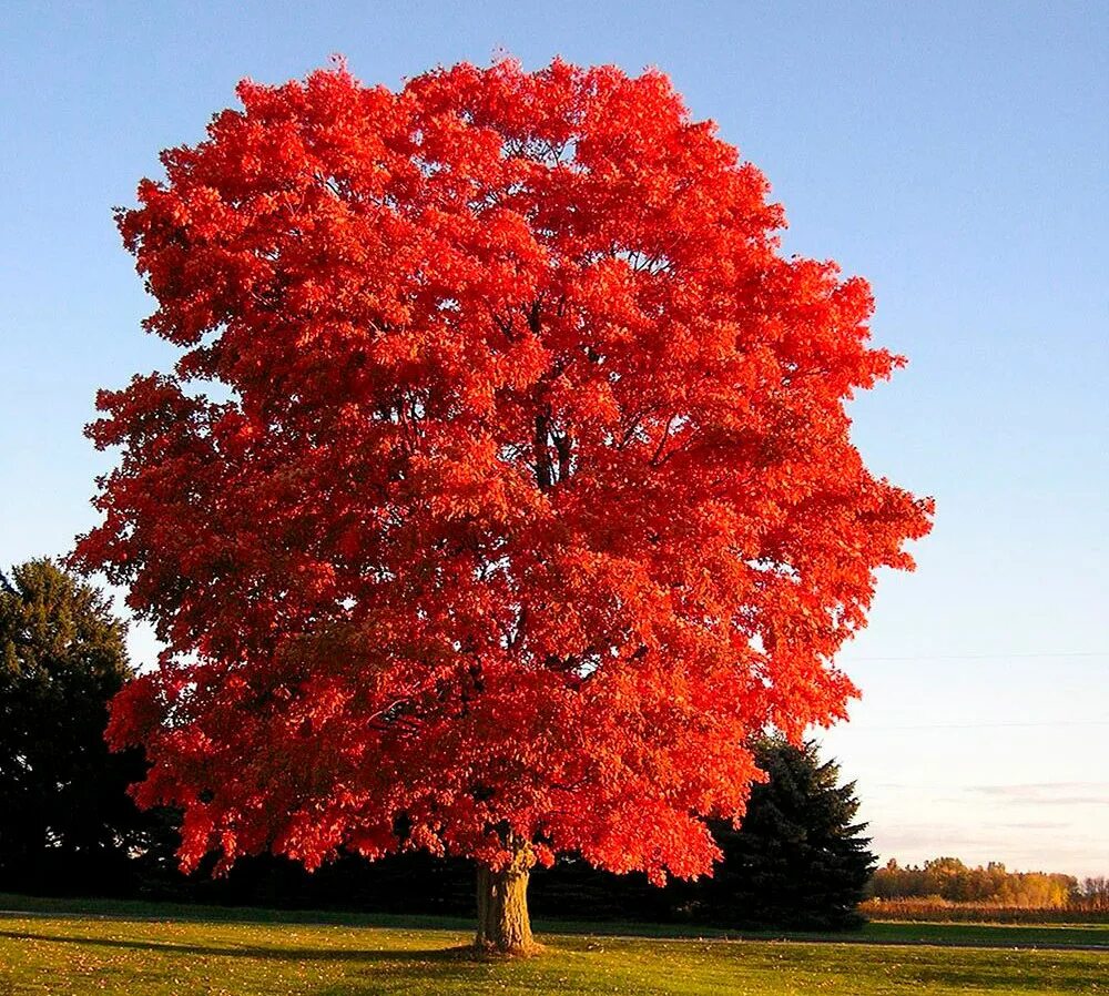 Красивое красное дерево. Дуб красный Quercus rubra. Клён канадский краснолистный. Клен канадский остролистный. Канадский остролистный дуб.