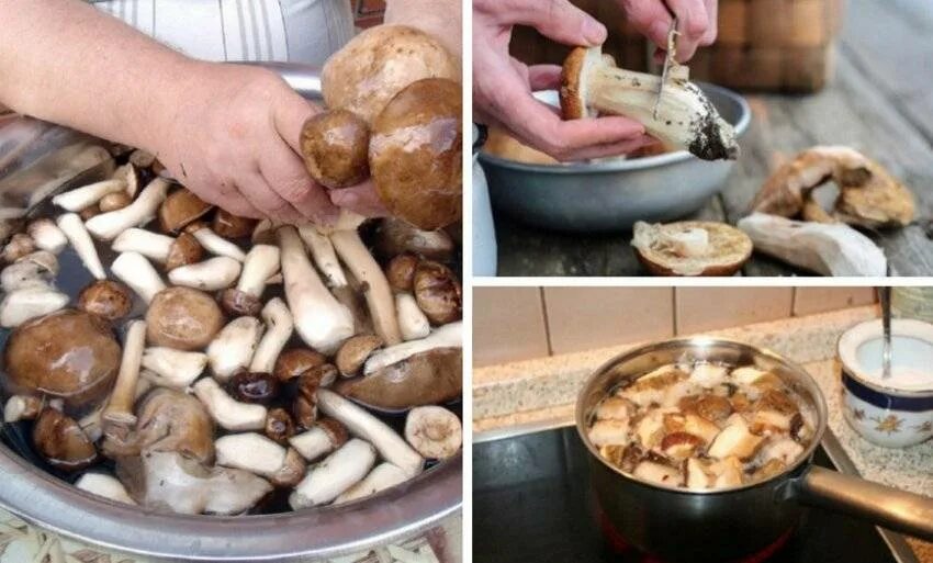 Белый гриб нужно варить. Варка грибов. Вареные грибы. Вареные белые грибы. Отварить грибы.