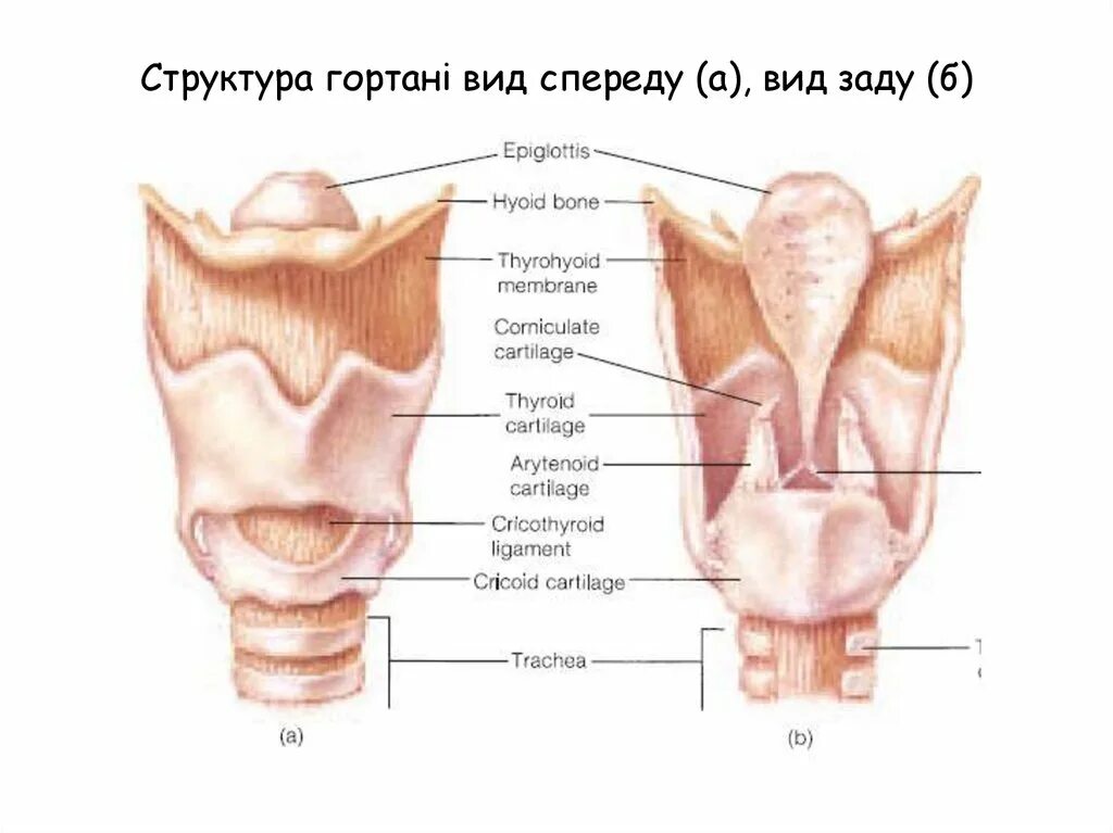 Гортань кошки. Строение гортани. Гортань спереди схема. Гортань вид спереди.